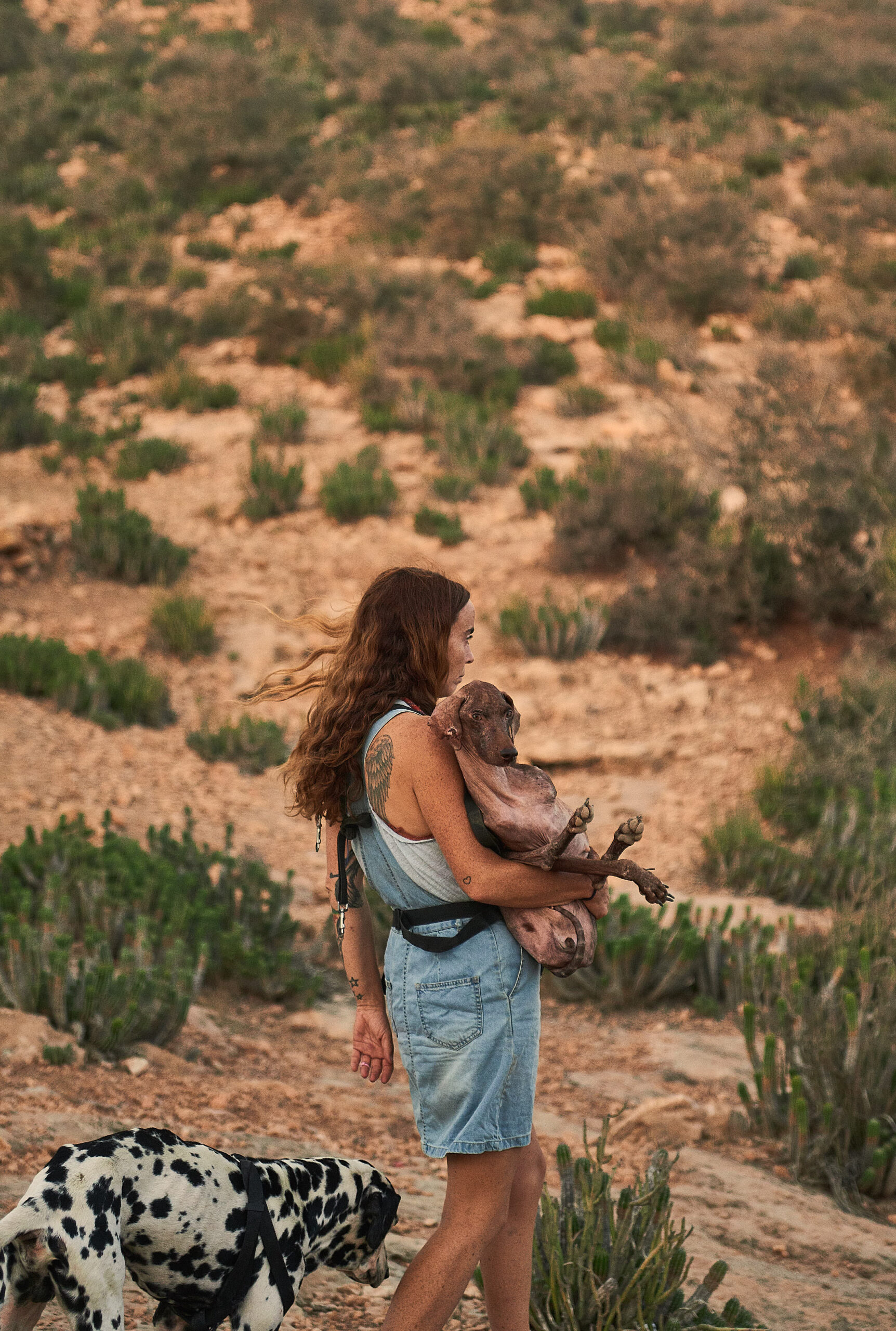 Morocco Animal Aid